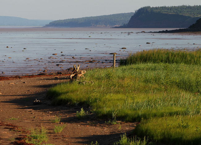 2 Ways You Can Use Canada's Unique Flora To Become Irresistible To Customers